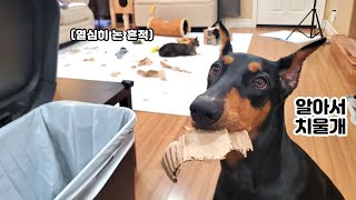 자기가 어지럽힌 건 자기가 치우는 똑똑한 강아지 🐕도베르만 일상