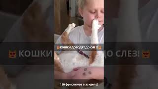 😂Кошки-комики: приколы и нарезки для смеха😂 Эпизод 723