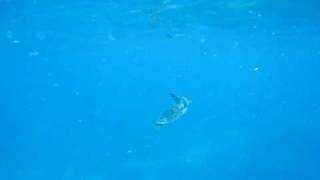 Why Summer is Best Movie 5: Snorkeling Great Barrier Reef.AVI