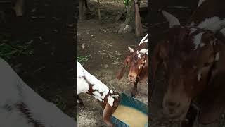 JPA BACKYARD DAPPLED GOATS