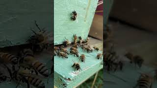 Slow Motion Honey Bees.