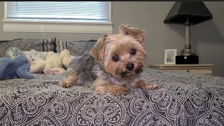 Adorable Rylie the Yorkie listens To  Mommy Request Too Cute to Miss! #yorkies #viralvideo #Rylie