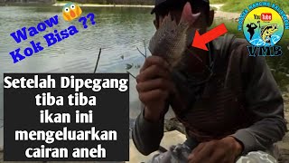 🔴Mancing Nila Lobang Pakai umpan cacing di waduk telagasari