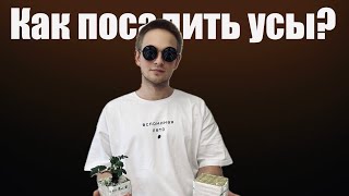 КАК САЖАТЬ УСЫ КЛУБНИКИ