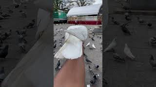 Birds🥰#youtubeshorts#birds#birdslover#shorts#shorts_video