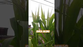 Bunga Jagung Sudah Bermekaran #youtubeshorts #shorts #bunga #jagung #tanaman #tanamanjagung