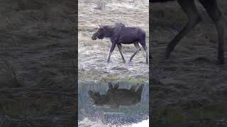 Bull Moose and His Reflection in the Rocky Mountain National Park