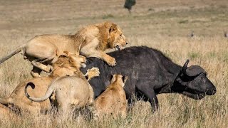 The lion chased and hunted the wild buffalo. Wild Life Animals