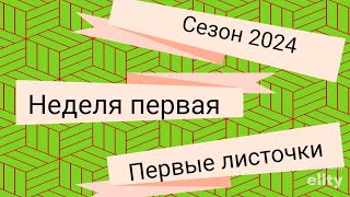 просыпаются почки у черенков винограда