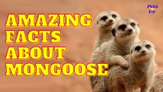 Amazing Facts About Mongoose (2022) | Pets and Us