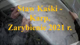 IZBICA -  ,, Staw Kaśki ''  -  Karp, Zarybienie 2021 r.