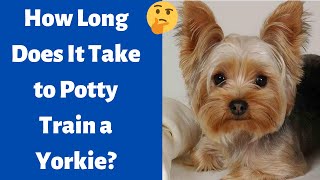 How Long does it Take to Potty Train a Yorkie?