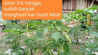 cabe!! wow perawatan mudah hasil memuaskan...