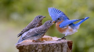 Bluebirds Singing Feeding Fledglings Plus Hours of Closeup Birds