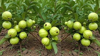 You Won't Believe How Easy It Is to Grow GUAVA Trees Indoors!