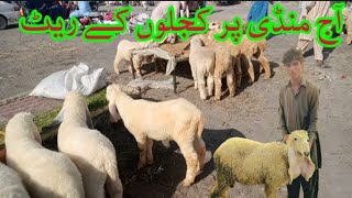 Today check the rates of kajla sheep in Market|Sheep farming in Pakistan