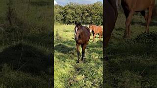 Un cheval me rend bien plus heureux que n'importe qui.#horse  #cheval #equestrian #equitation #love