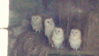 Four Barn Owls waiting  12.8.17.     5