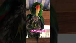 Different ways to dry off after a shower | funny parrot video