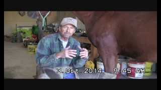 Helping you understand more about the equine hoof