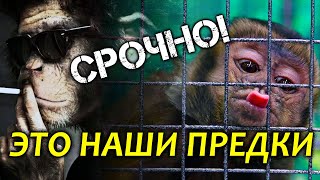 Ш*К!!! ЭТО НАШИ ПРЕДКИ! Найден реальный предок человека! Инволюция