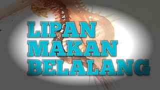 Lipan/Kelabang makan belalang, #Lipan #kelabang #centipede