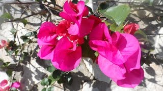 Красавица бугенвиллия Bougainvillea, Mijas, Alhaurin de la Torre, Андалусия, январь, февраль 2016 г