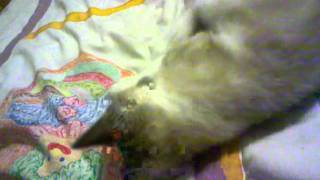 The new kitten playing with her new catnip mousee