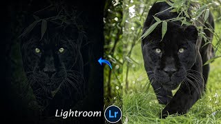 How To Edit Wildlife Photos in Lightroom || Lightroom wildlife photos Editing