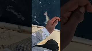 Red Snapper on Bottom Fishing with Squids #fishing