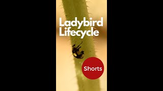 Ladybirds in the Garden. How to spot the three lifecycle stages of Ladybirds | Beneficial Insects 🐞