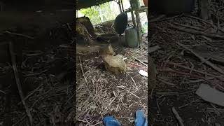 burung sikatan dan tupai sedang akur-#youtube -#shorts