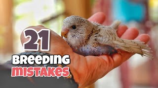 Mistakes to Avoid When Breeding Budgies ❌