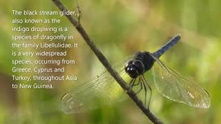 A Video Clip Black Stream Glider (Dragonfly) Free/Power Lines