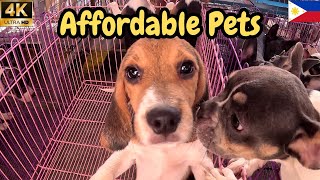 Exploring The Grotto Pet Market | SJDM Bulacan | Updated Prices 2024