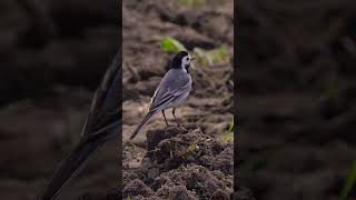 white wagtail runs across a field and a beautiful road in the forest