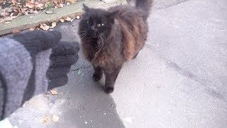 Chocolate cat meowing and so fluffy