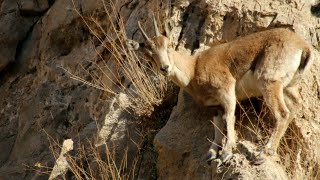 وەرزی زاو زێی بزنی کێوی - کەڵە هەرز - موسم تزاوج ماعز البری Bezoar ibex mating season -