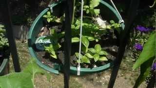 Apartment Balcony Gardening DIY:  Growing Your Own Food