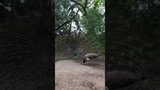 Peacock Showing Off