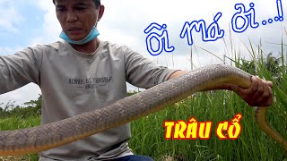 Rắn Hổ Trâu Khổng Lồ (Trâu Cổ) Sập Bẫy Sao Bao Lần Rình Mò Không Thành | DSDD ✔️