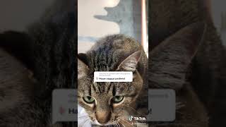 Коты в Тик Ток cute cats Tik Tok  🌼🌼🌼