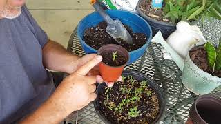 Repotting adenium seedlings .