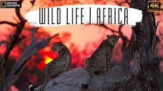 Wild Life | Africa. Nature Documentary Net Geo Full HD 4K.