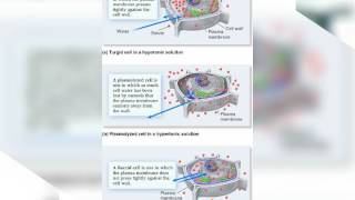 Science- Turgidity and Plasmolysis