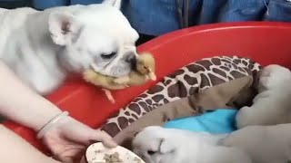 DOG🐶 DUCKLING🦆 ALSO WANTS TO EAT | 👍ANIMALS