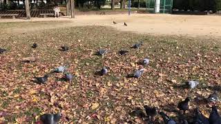 Feeding lovely birds 🕊 with rio