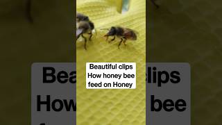 Beautiful shorts clip of Honey Bees #shorts  #honeybee #apismellifera #beekeeping