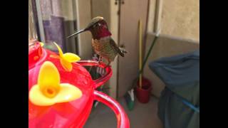 hummingbirds