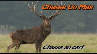 Chasse au cerf et sanglier / Tir de sanglier rencontre d'un grand cerf  2013/2014